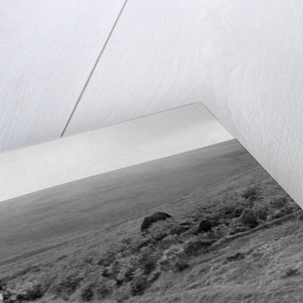 1208 cc Harley-Davidson of FJ Sturley, winner of a bronze award at the MCC Torquay Rally, July 1937 by Bill Brunell