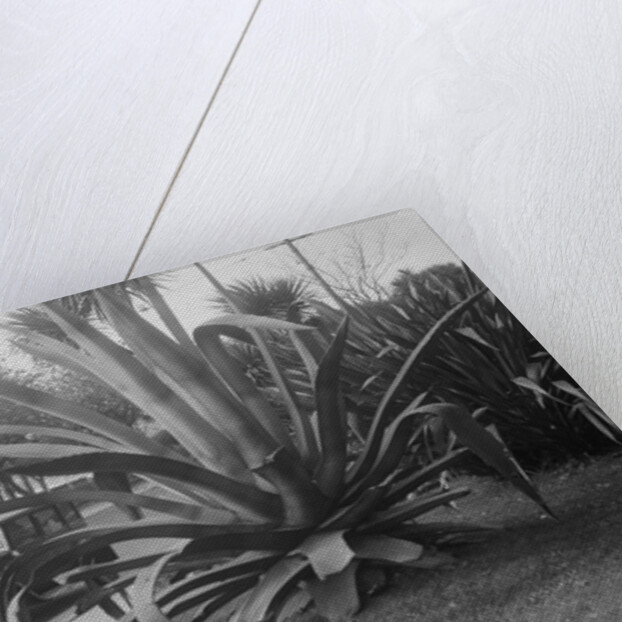 1931 Austin 16/6 on a road test, Torquay, Devon by Bill Brunell