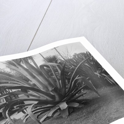 1931 Austin 16/6 on a road test, Torquay, Devon by Bill Brunell