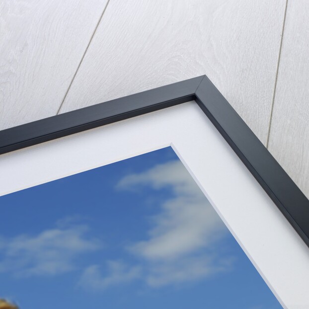 Tiger tail mod accessories on scooter by Unknown