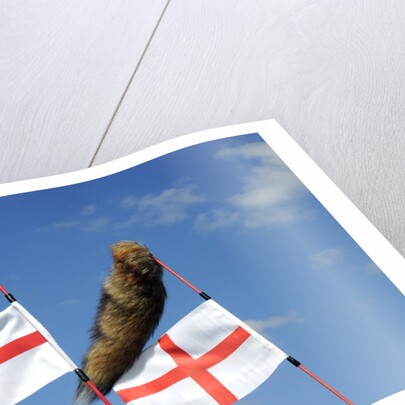 Tiger tail mod accessories on scooter by Unknown