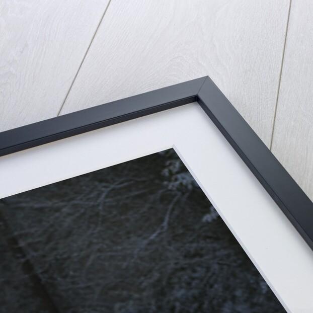 Sun glinting off an icy road in the New Forest 2009 by Unknown