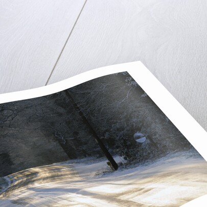 Sun glinting off an icy road in the New Forest 2009 by Unknown