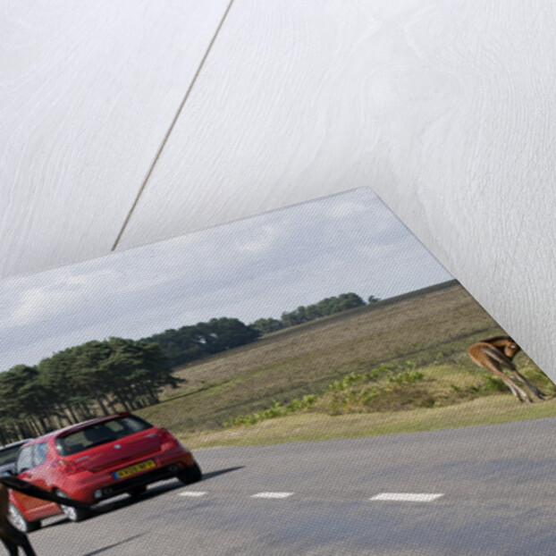 Traffic avoiding Ponies on road in the New Forest by Anonymous