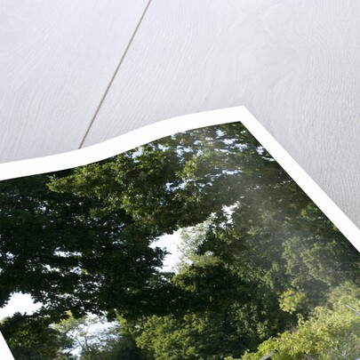 1964 AC Cobra MKII 289 by Unknown