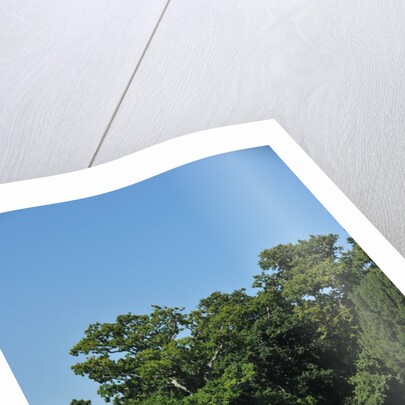 1961 Aston Martin DB4 GT by Unknown