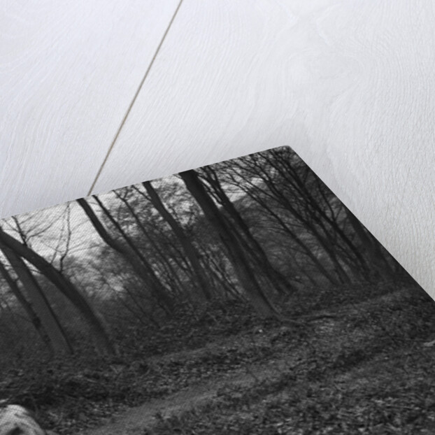 Standard Twelve at the Standard Car Owners Club Southern Counties Trial, Hale Wood, Chilterns, 1938 by Bill Brunell