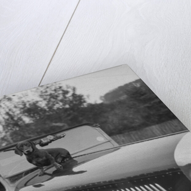 Dachshund sitting on the bonnet of Charles Mortimer's Bentley, c1930s by Bill Brunell