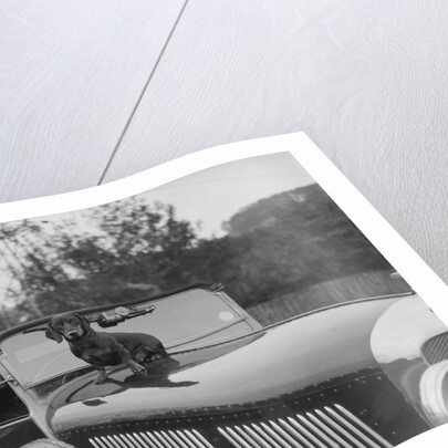 Dachshund sitting on the bonnet of Charles Mortimer's Bentley, c1930s by Bill Brunell