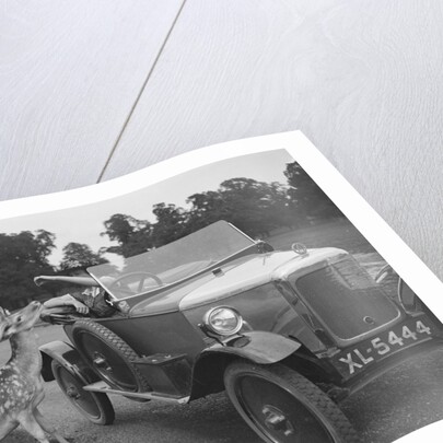 Woman in a BSA car feeding a deer in Richmond Park, Surrey, c1920s by Bill Brunell
