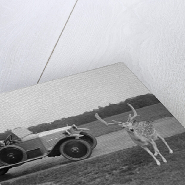 Woman in a BSA car feeding a deer in Richmond Park, Surrey, c1920s by Bill Brunell