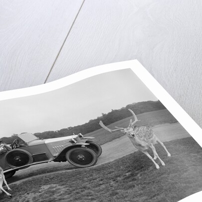 Woman in a BSA car feeding a deer in Richmond Park, Surrey, c1920s by Bill Brunell