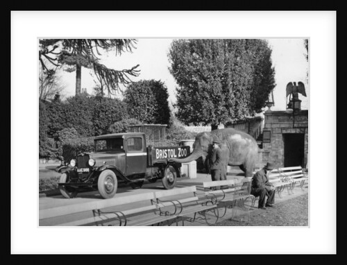 1934 Bedford 30cwt WS truck with an elephant at Bristol Zoo, (c1934?) by Unknown