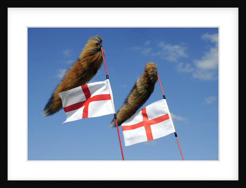 Tiger tail mod accessories on scooter by Unknown