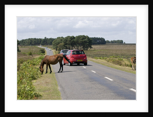 Traffic avoiding Ponies on road in the New Forest by Anonymous
