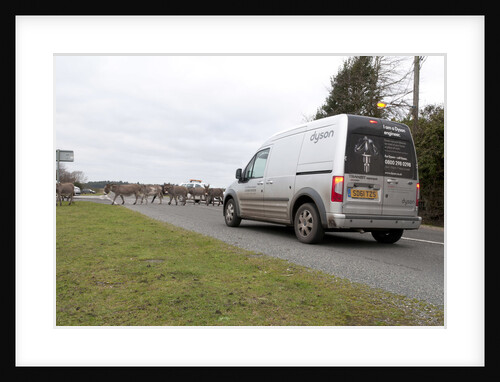 Group of donkeys crossing road and holding up traffic in New Forest 2011 by Unknown