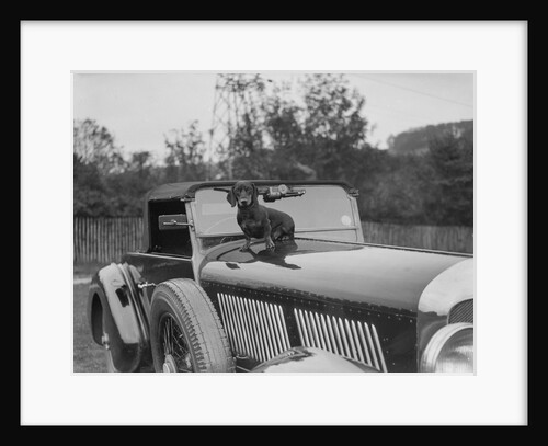 Dachshund sitting on the bonnet of Charles Mortimer's Bentley, c1930s by Bill Brunell