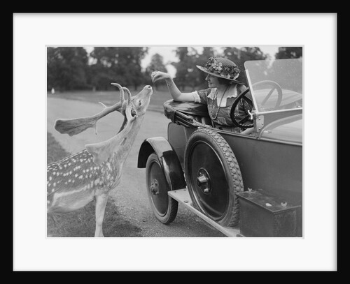 Woman in a BSA car feeding a deer in Richmond Park, Surrey, c1920s by Bill Brunell