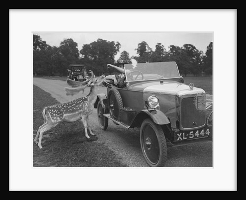 Woman in a BSA car feeding a deer in Richmond Park, Surrey, c1920s by Bill Brunell