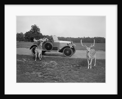 Woman in a BSA car feeding a deer in Richmond Park, Surrey, c1920s by Bill Brunell