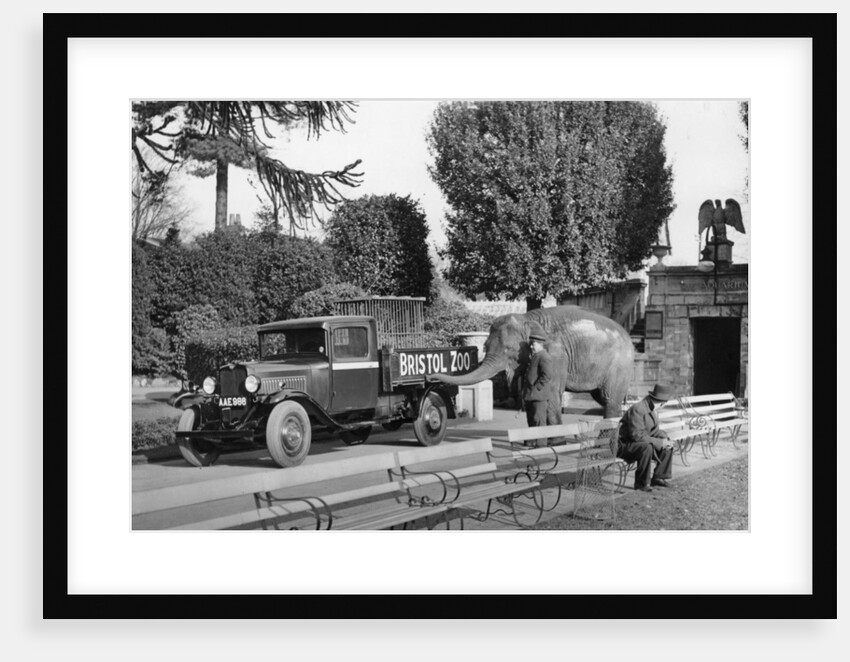 1934 Bedford 30cwt WS truck with an elephant at Bristol Zoo, (c1934?) by Unknown