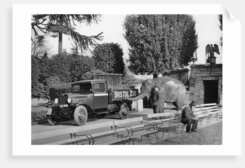 1934 Bedford 30cwt WS truck with an elephant at Bristol Zoo, (c1934?) by Unknown