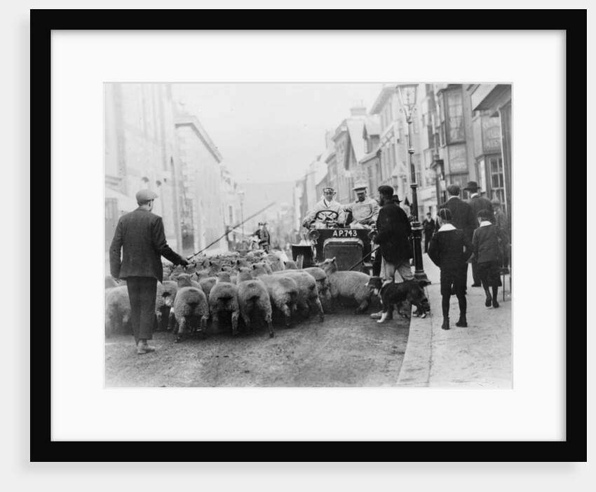A car surrounded by sheep, Lewes High Street, East Sussex by Unknown