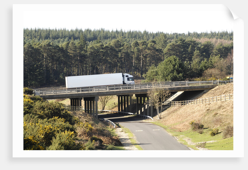 The A31 Dual Carriageway through New Forest by Unknown