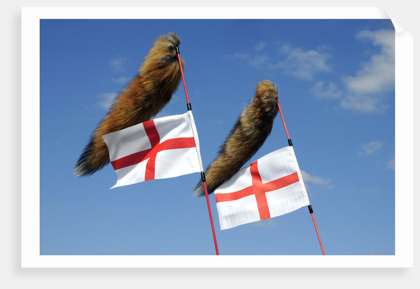 Tiger tail mod accessories on scooter by Unknown