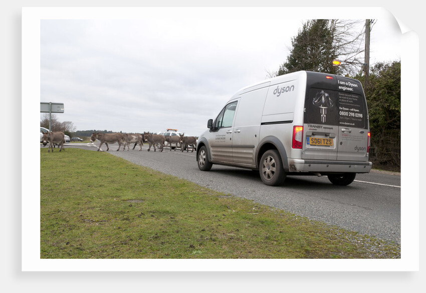 Group of donkeys crossing road and holding up traffic in New Forest 2011 by Unknown
