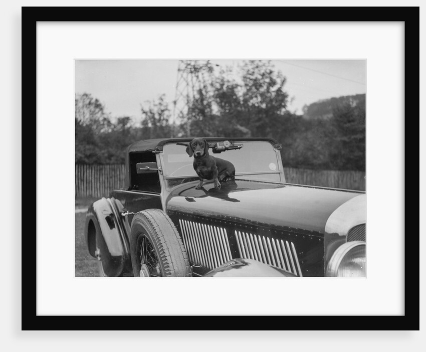 Dachshund sitting on the bonnet of Charles Mortimer's Bentley, c1930s by Bill Brunell