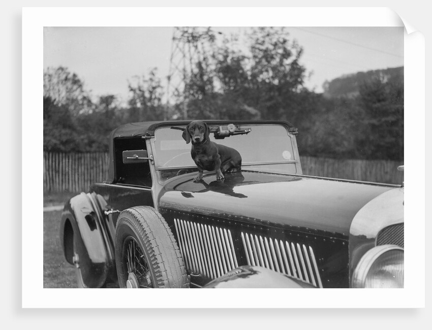 Dachshund sitting on the bonnet of Charles Mortimer's Bentley, c1930s by Bill Brunell