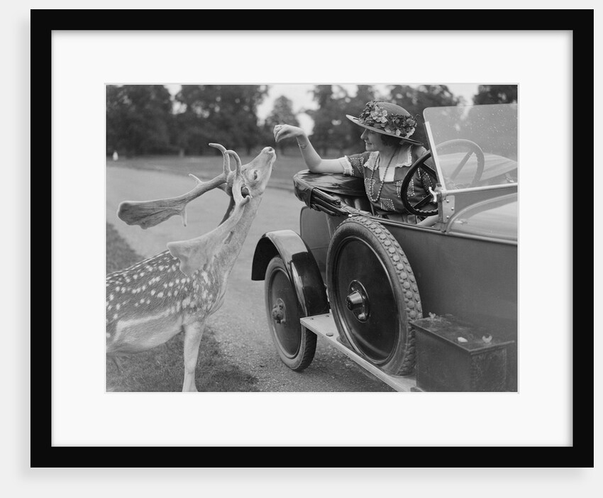 Woman in a BSA car feeding a deer in Richmond Park, Surrey, c1920s by Bill Brunell