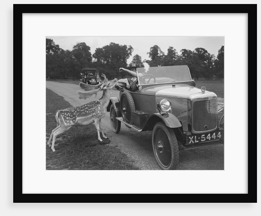 Woman in a BSA car feeding a deer in Richmond Park, Surrey, c1920s by Bill Brunell