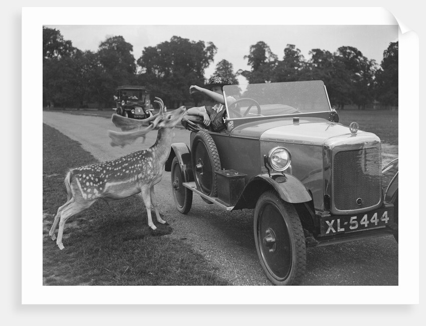Woman in a BSA car feeding a deer in Richmond Park, Surrey, c1920s by Bill Brunell