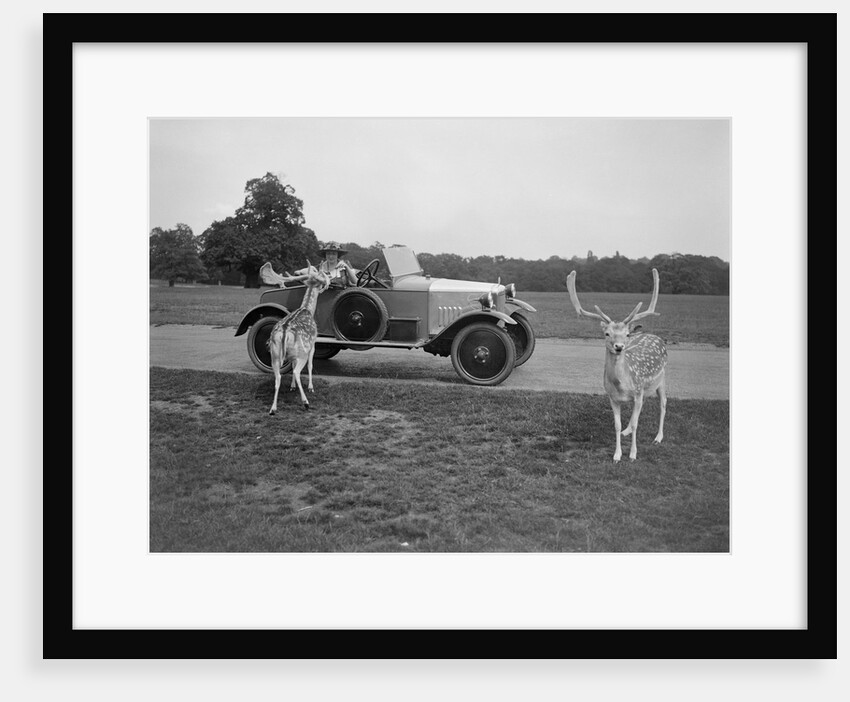Woman in a BSA car feeding a deer in Richmond Park, Surrey, c1920s by Bill Brunell