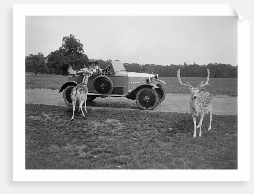 Woman in a BSA car feeding a deer in Richmond Park, Surrey, c1920s by Bill Brunell