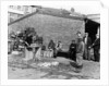 Gutting fish outside a warehouse in Whitby, North Yorkshire, 1959 by Unknown