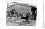 Gutting fish outside a warehouse in Whitby, North Yorkshire, 1959 by Unknown