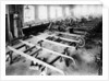 Chassis assembly at the Iris car works, Willesden, London, c1907 by Unknown