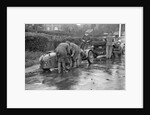 Attaching snow chains to JE Lancaster's Riley Brooklands during the Inter-Varsity Trial, 1930 by Bill Brunell