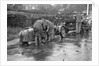 Attaching snow chains to JE Lancaster's Riley Brooklands during the Inter-Varsity Trial, 1930 by Bill Brunell