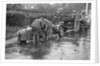 Attaching snow chains to JE Lancaster's Riley Brooklands during the Inter-Varsity Trial, 1930 by Bill Brunell
