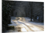 Sun glinting off an icy road in the New Forest 2009 by Unknown