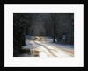 Sun glinting off an icy road in the New Forest 2009 by Unknown