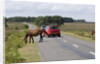 Traffic avoiding Ponies on road in the New Forest by Anonymous