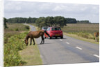 Traffic avoiding Ponies on road in the New Forest by Anonymous