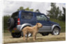 2009 Suzuki Jimny SZ4 with pet dog by Unknown