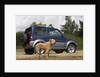 2009 Suzuki Jimny SZ4 with pet dog by Unknown
