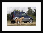 2009 Suzuki Jimny SZ4 with pet dog by Unknown